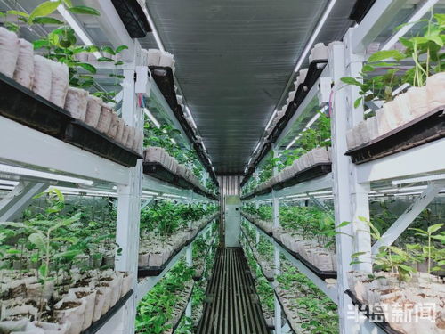 物聯網技術助力植樹造林，綠色產業迎來科技突圍